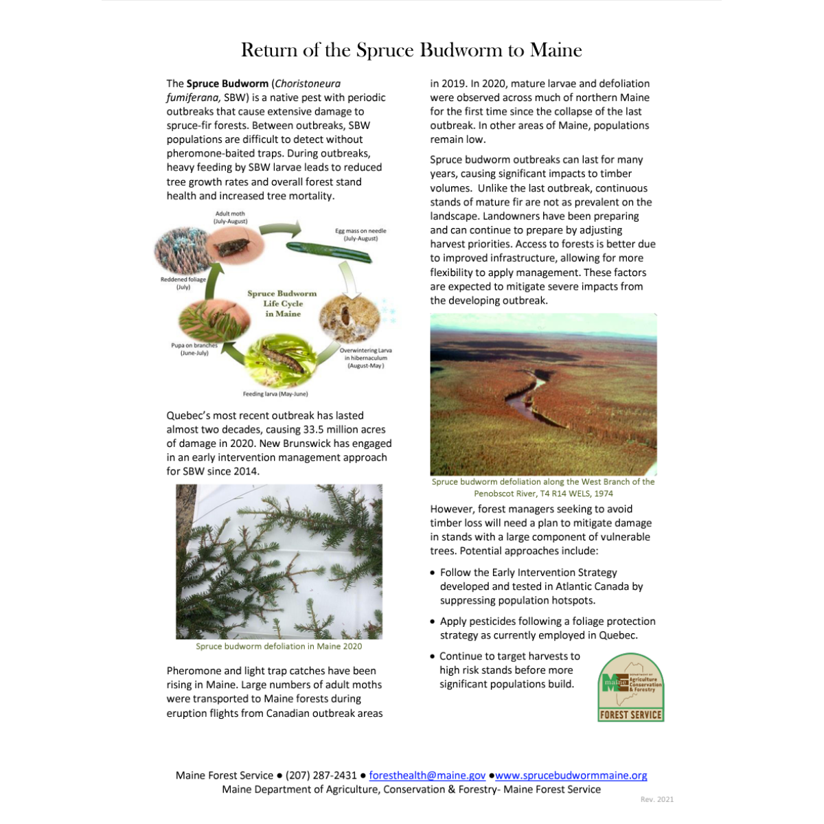 Return of the Spruce Budworm